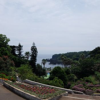 伊豆四季の花公園のあじさいと城ヶ崎海岸 猫は何も持ってない 伊豆四季の花公園のあじさいと城ヶ崎海岸 猫は何も持ってない