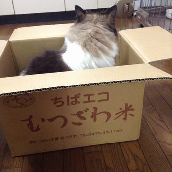 f:id:myukmyuk:20170905231206j:plain