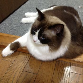 f:id:myukmyuk:20171016233851j:plain