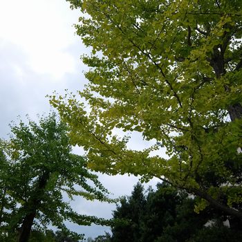 f:id:myukmyuk:20171028232908j:plain