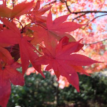 f:id:myukmyuk:20171112234634j:plain