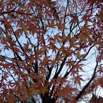 f:id:myukmyuk:20171119224719j:plain f:id:myukmyuk:20171119224719j:plain