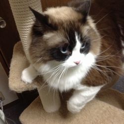 f:id:myukmyuk:20171210230524j:plain