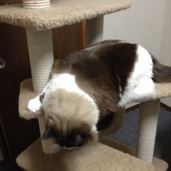 f:id:myukmyuk:20171210230532j:plain