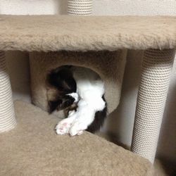 f:id:myukmyuk:20171210230556j:plain