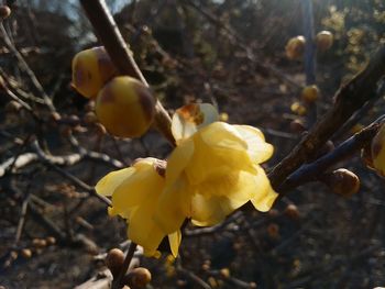 f:id:myukmyuk:20180106213120j:plain