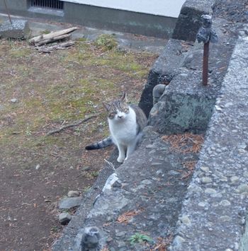 f:id:myukmyuk:20180107230459j:plain