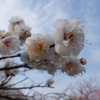 f:id:myukmyuk:20180225173434j:plain