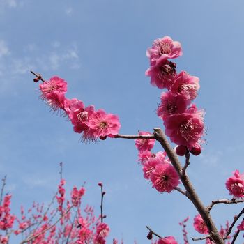 f:id:myukmyuk:20180225173437j:plain