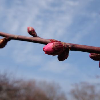 f:id:myukmyuk:20180225173448j:plain
