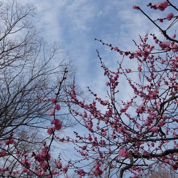 f:id:myukmyuk:20180225173452j:plain