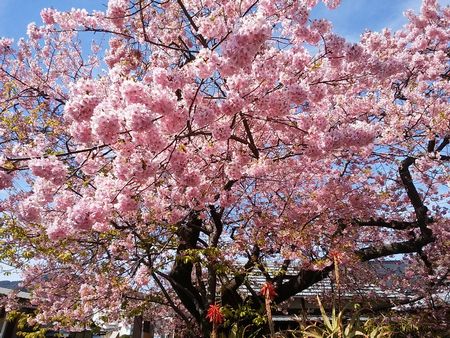 f:id:myukmyuk:20180304002204j:plain