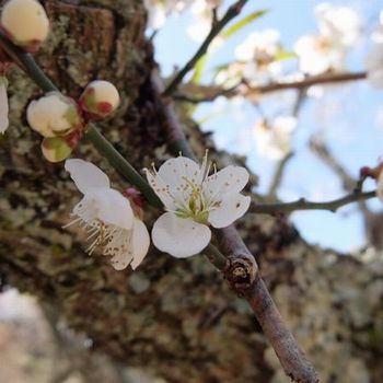 f:id:myukmyuk:20180312005638j:plain