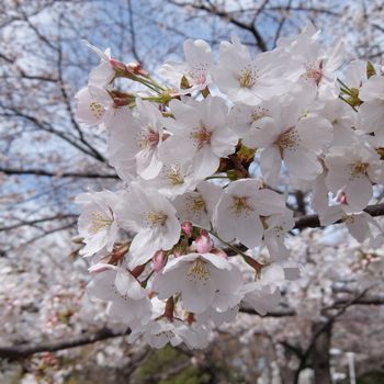 f:id:myukmyuk:20180324210310j:plain