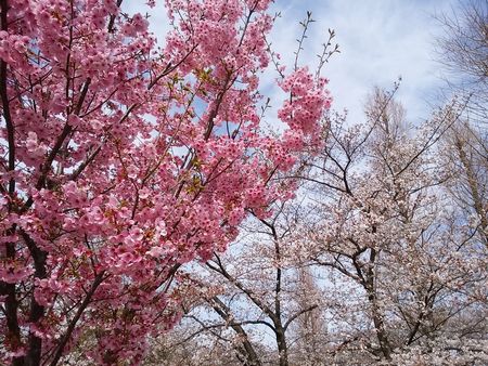f:id:myukmyuk:20180324210316j:plain