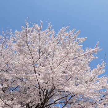 f:id:myukmyuk:20180402233650j:plain f:id:myukmyuk:20180402233650j:plain