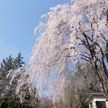 f:id:myukmyuk:20180402233653j:plain f:id:myukmyuk:20180402233653j:plain