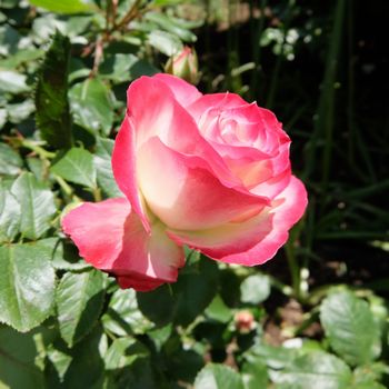 f:id:myukmyuk:20180512221123j:plain f:id:myukmyuk:20180512221123j:plain