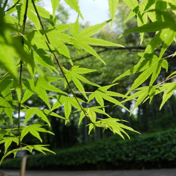 f:id:myukmyuk:20180512221211j:plain f:id:myukmyuk:20180512221211j:plain