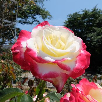 f:id:myukmyuk:20180603225217j:plain