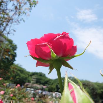 f:id:myukmyuk:20180603225221j:plain