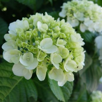 f:id:myukmyuk:20180603225229j:plain