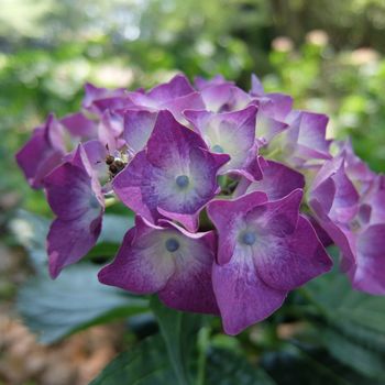 f:id:myukmyuk:20180603225330j:plain