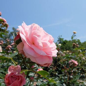 f:id:myukmyuk:20180603225409j:plain