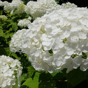 f:id:myukmyuk:20180609235112j:plain