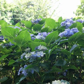 f:id:myukmyuk:20180609235117j:plain