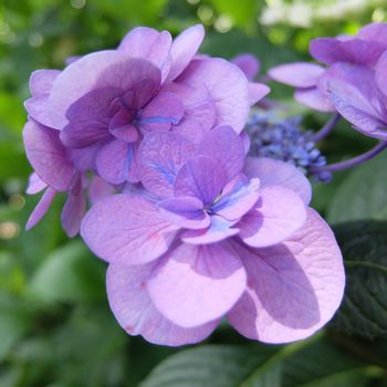 f:id:myukmyuk:20180609235122j:plain