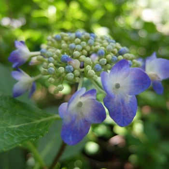 f:id:myukmyuk:20180609235127j:plain