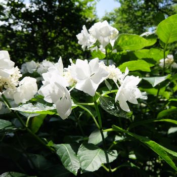 f:id:myukmyuk:20180609235136j:plain