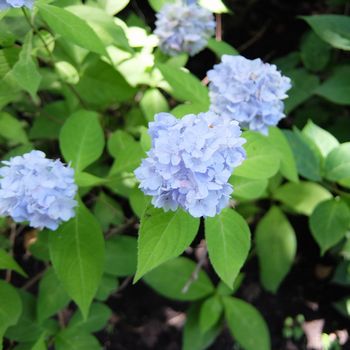 f:id:myukmyuk:20180609235142j:plain