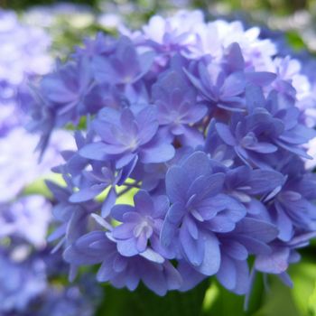 f:id:myukmyuk:20180609235206j:plain