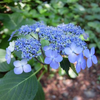 f:id:myukmyuk:20180609235309j:plain