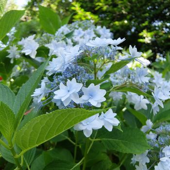 f:id:myukmyuk:20180609235312j:plain