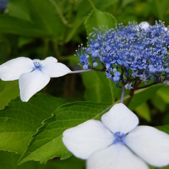 f:id:myukmyuk:20180624201310j:plain