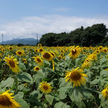 f:id:myukmyuk:20180722225930j:plain