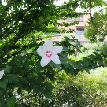 f:id:myukmyuk:20180722225933j:plain