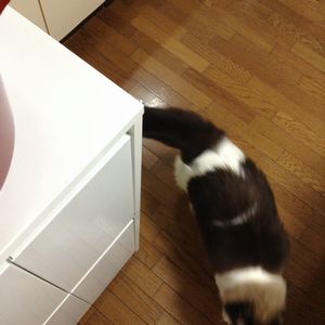 f:id:myukmyuk:20180831232201j:plain
