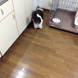 f:id:myukmyuk:20180831232206j:plain