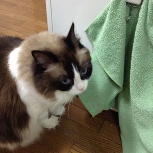 f:id:myukmyuk:20180831232228j:plain