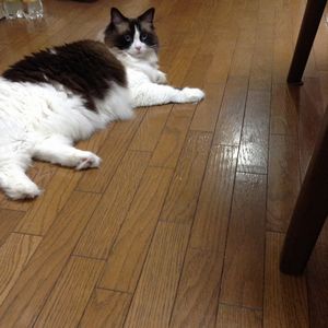 f:id:myukmyuk:20180831232238j:plain