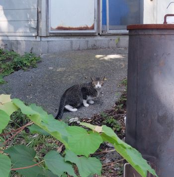 f:id:myukmyuk:20180909212839j:plain