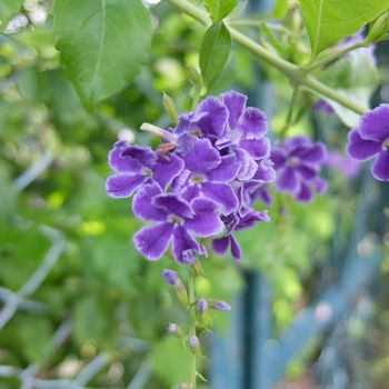 f:id:myukmyuk:20180909212958j:plain