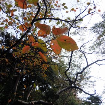 f:id:myukmyuk:20181023000847j:plain