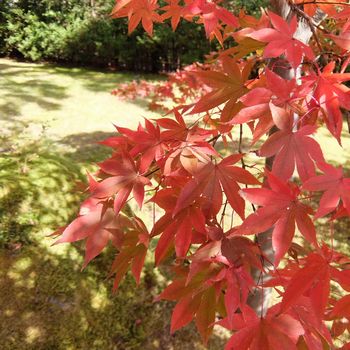 f:id:myukmyuk:20181118003658j:plain