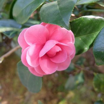 f:id:myukmyuk:20181118003714j:plain