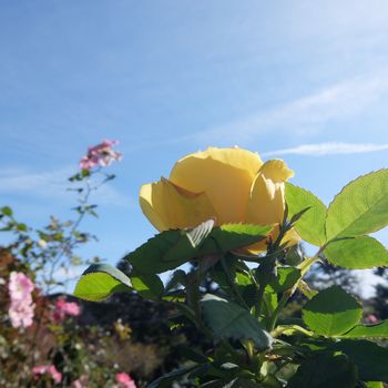 f:id:myukmyuk:20181118003729j:plain